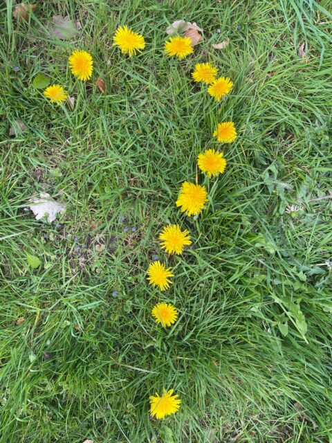 vraagteken paardebloemen veel gestelde vragen